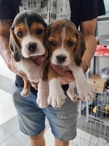 Beagle puppies male female