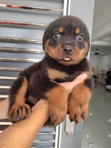 Rottweiler with mka