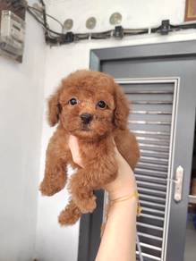 Toy poodle male female only