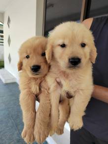 Golden retriever puppy male female