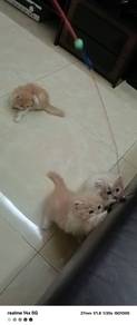 Kitten for rehome