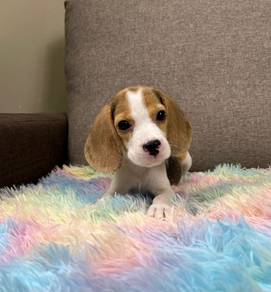 Beagle puppy