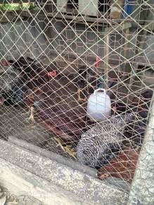 jualan baka jantan bpr Dan rir umur 5bln ++