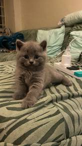 British shorthair kittens for sell