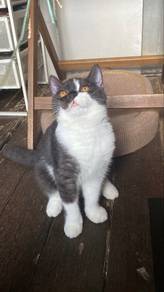 Kucing bsh mix flatface