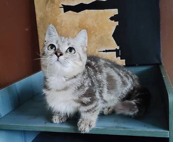SS Bsh munchkin male (Kitten)