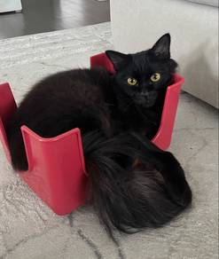Kucing hitam For Adoption