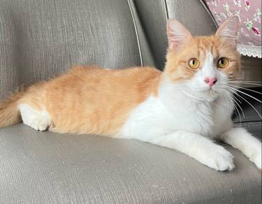 Kucing for Adoption