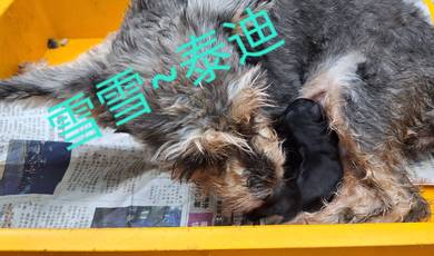 miniature schnauzer