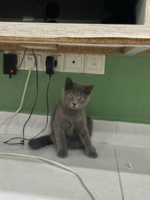 british shorthair cat