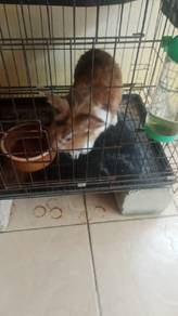 Rabbit for Adoption (Male)