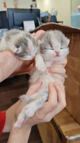 Calico Kitten new born 