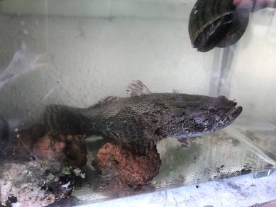 ikan ketutu