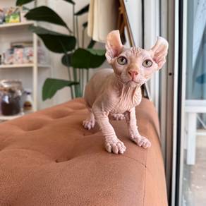 Sphynx Elf