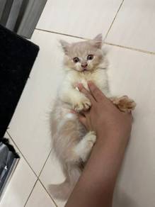 british long hair kitten