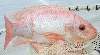 Tilapia/Talapia Hidup