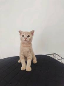 British short hair mix Scottish fold 
