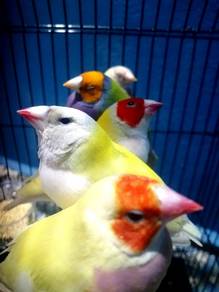 Bird gouldian finch