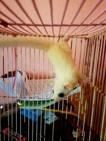 Suger glider