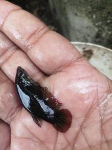 Ikan