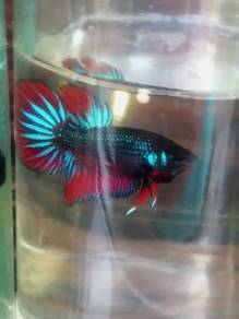 Ikan