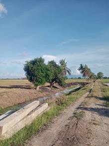 Tanah kuala kangkong kedah 