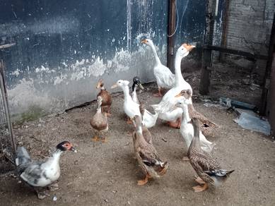 anak itik jambul