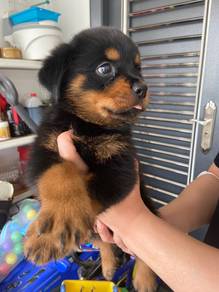 Rottweiler male female puppy