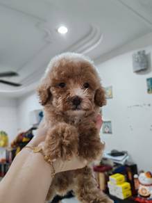 Toy poodle female male only