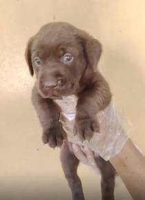 Labrador puppy