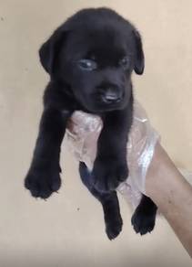 Labrador puppy