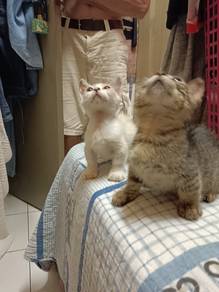 munchkin kampung