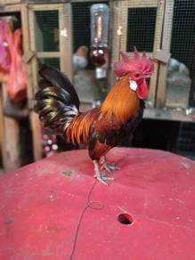 ayam hutan 
