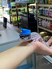 Leopard Gecko
