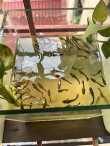 Guppy fish