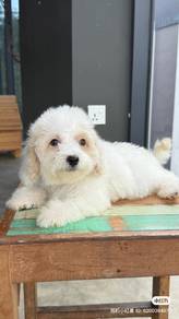 Maltipoo puppy