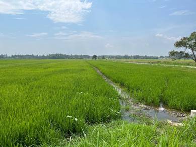 Tanah Sawah Padi Bukit Kechik,Mukim bukit Mertajam