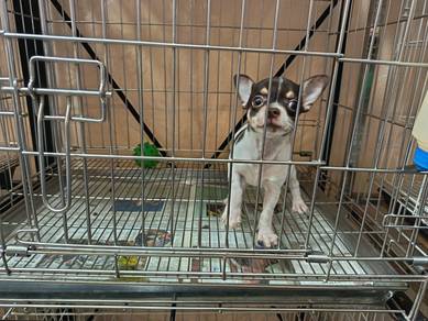 Toy Chihuahua smooth coat puppies