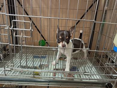 Toy Chihuahua smooth coat puppies