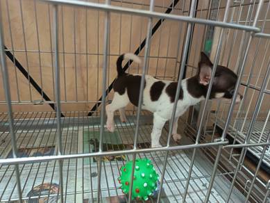 Toy Chihuahua smooth coat puppies