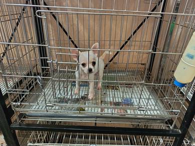 Toy Chihuahua smooth coat puppies