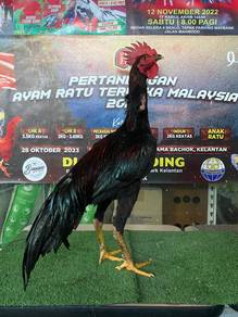 Ayam jantan cantik
