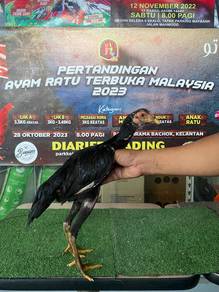 Ayam betina