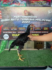Ayam betina