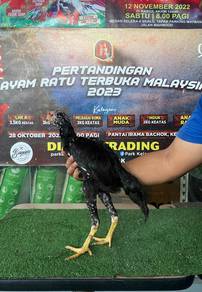 Ayam betina