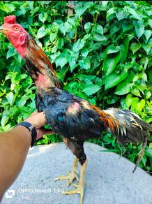 Ayam betina
