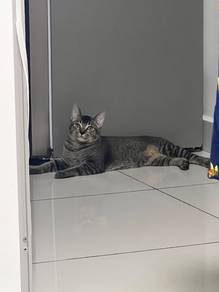 Adopt loving June