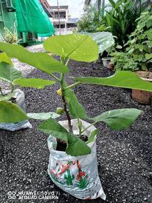 Fig Tree- Pot Plant Senang tanam Cepat berbuah