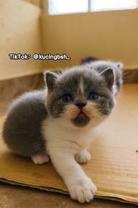 British Shorthair Kitten for Rehoming