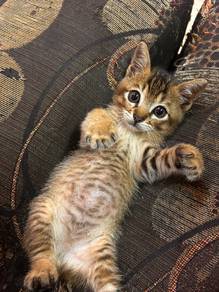 kucing